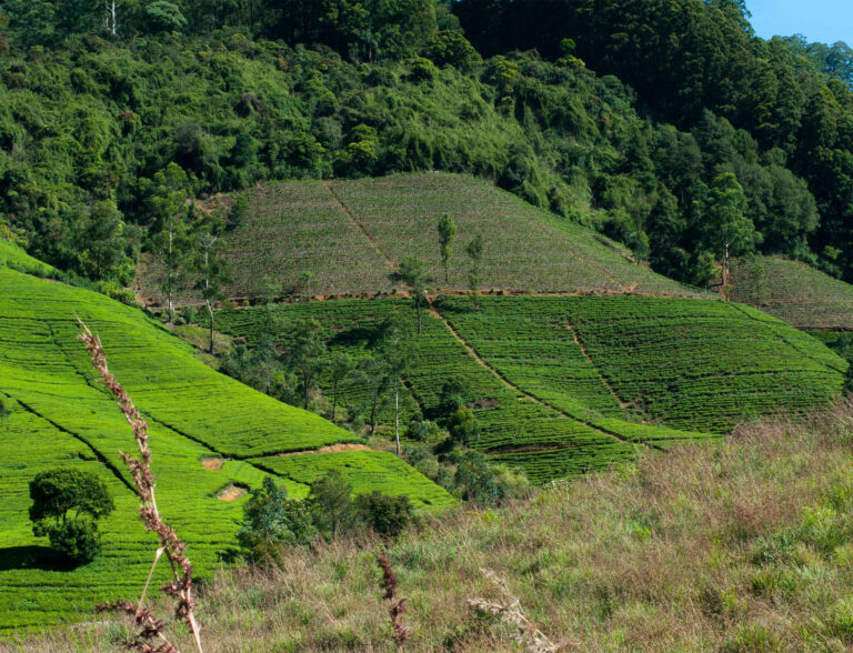 nuwaraeliya